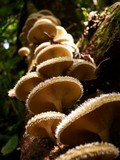 Lentinus berteroi image