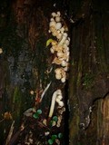 Mutinus boninensis image