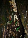Mutinus boninensis image
