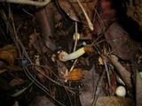 Mutinus boninensis image