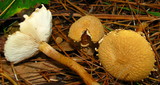 Cystoderma amianthinum image