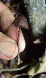 Psilocybe banderillensis image