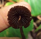 Psilocybe banderillensis image