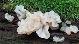 Ductifera pululahuana image