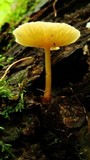 Pluteus admirabilis image
