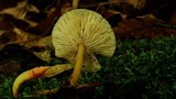 Pluteus admirabilis image