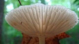 Xerula radicata image