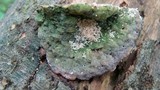 Oxyporus populinus image