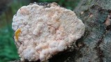 Oxyporus populinus image
