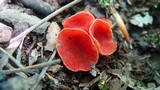 Sarcoscypha occidentalis image