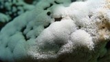 Ceratiomyxa fruticulosa var. fruticulosa image