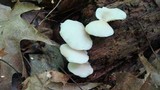 Crepidotus applanatus image