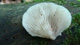 Crepidotus applanatus image