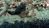 Exidia nigricans image