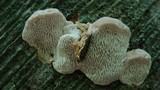 Daedalea quercina image