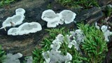 Kretzschmaria deusta image