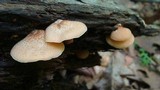 Crepidotus crocophyllus image