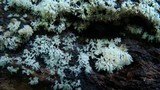 Ceratiomyxa fruticulosa var. fruticulosa image