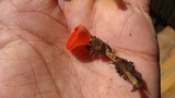 Sarcoscypha occidentalis image