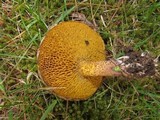 Suillus americanus image