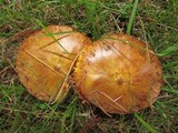 Suillus americanus image