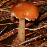 Rhodocollybia butyracea image