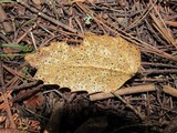 Coccomyces dentatus image