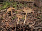 Entoloma hirtipes image