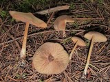 Entoloma hirtipes image