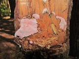 Fomitopsis cajanderi image