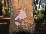 Fomitopsis cajanderi image