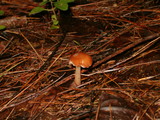 Rhodocollybia butyracea image