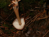 Rhodocollybia butyracea image