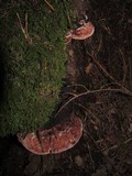 Fomitopsis cajanderi image