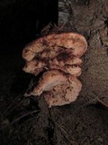 Fomitopsis cajanderi image