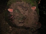 Fomitopsis cajanderi image