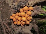 Kuehneromyces mutabilis image