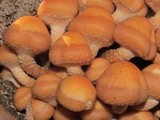 Kuehneromyces mutabilis image