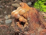 Kuehneromyces mutabilis image