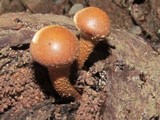 Kuehneromyces mutabilis image