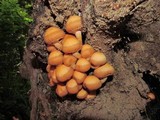 Kuehneromyces mutabilis image