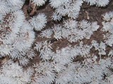 Ceratiomyxa fruticulosa var. fruticulosa image