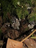 Kretzschmaria deusta image