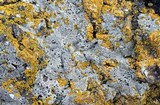 Herteliana alaskensis image