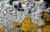 Herteliana alaskensis image