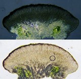 Herteliana alaskensis image