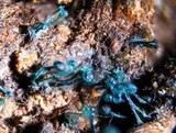 Dendrostilbella smaragdina image