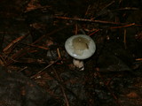 Clitocybe odora image