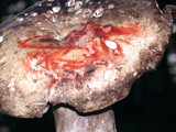 Russula dissimulans image