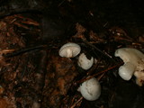 Clitocybe odora image